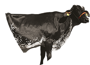 Girolando