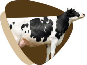 Holandês